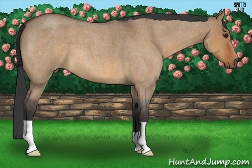 Horse Color:Bay Roan Dun 