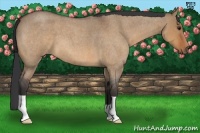 Horse Color:Bay Roan Dun 