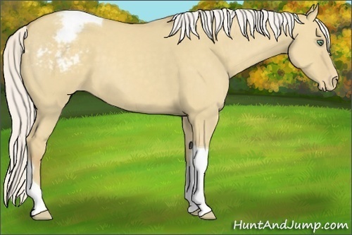 Horse Color:Silver Classic Cream Champagne Dun Tobiano Appaloosa 
