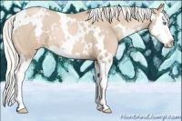 Horse Color:White Spotted Palomino Pearl Splash
