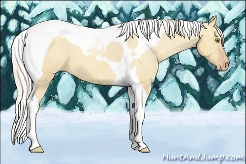 Horse Color:Silver Classic Champagne Dun Tobiano Varnish 