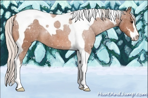 Horse Color:Silver Bay Sabino Tobiano Varnish
