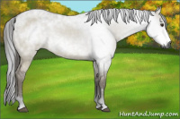 Horse Color:Gray Buckskin Dun 