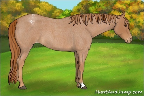 Horse Color:Red Roan Varnish 