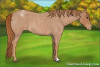 Horse Color:Red Roan Varnish 