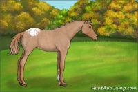 Horse Color:Red Roan Varnish 