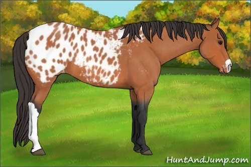 Horse Color:Bay Roan Appaloosa 