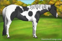 Horse Color:Black Tobiano 