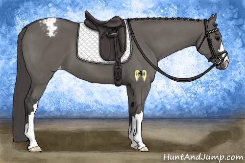 Horse Color:Grullo Varnish 