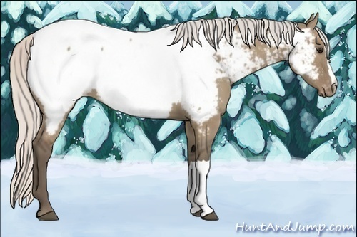 Horse Color:Silver Grullo Appaloosa 