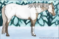 Horse Color:Silver Grullo Appaloosa 