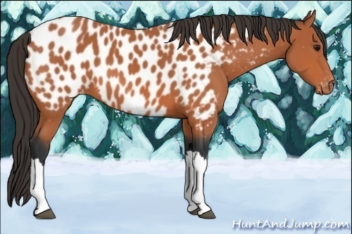 Horse Color:Bay Near Leopard 