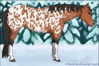 Horse Color:Bay Near Leopard