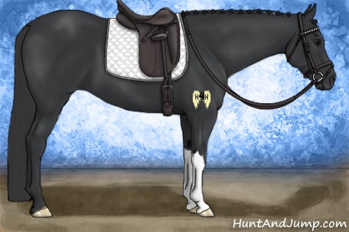 Horse Color:Black 
