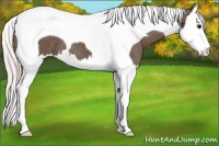 Horse Color:Silver Black Splash Tobiano Blanket 
