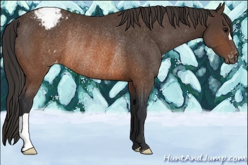 Horse Color:Brown Appaloosa Rabicano 