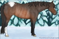Horse Color:Brown Appaloosa Rabicano 