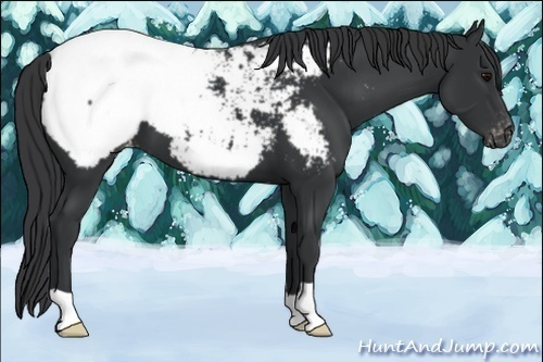Horse Color:Black Near Fewspot 