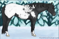 Horse Color:Black Near Fewspot