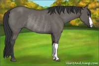 Horse Color:Grullo Rabicano 