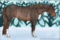 Horse Color:Liver Chestnut Rabicano 