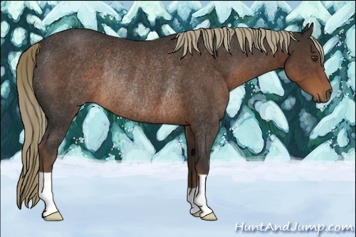 Horse Color:Liver Chestnut Rabicano 