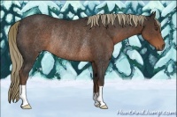 Horse Color:Liver Chestnut Rabicano 