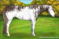 Horse Color:White Spotted Liver Chestnut 
