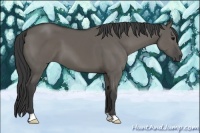 Horse Color:Grullo 