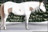 Horse Color:Red Ice Roan Splash Tobiano