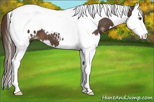 Horse Color:Liver Chestnut Splash Tobiano Appaloosa 