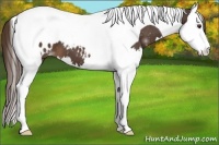 Horse Color:Liver Chestnut Splash Tobiano Appaloosa