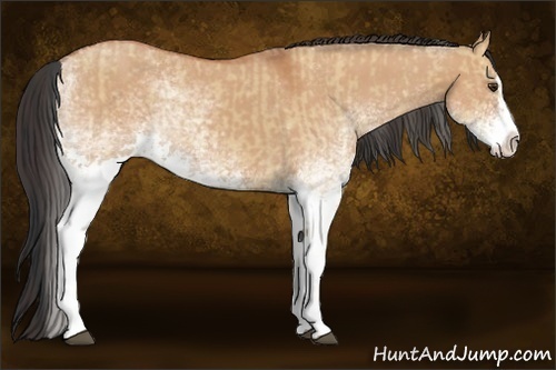 Horse Color:White Spotted Bay Dun Splash and White Spotted Bay Dun Splash Rabicano