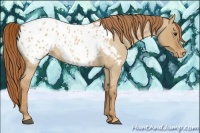 Horse Color:Red Dun Roan Appaloosa 