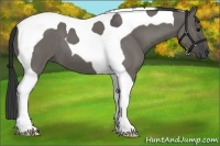 Horse Color:Grullo Roan Tobiano