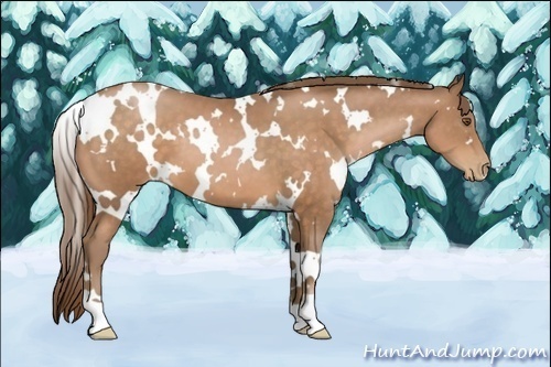 Horse Color:White Spotted Brown Pearl 