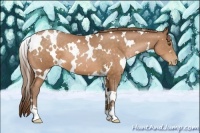 Horse Color:White Spotted Brown Pearl