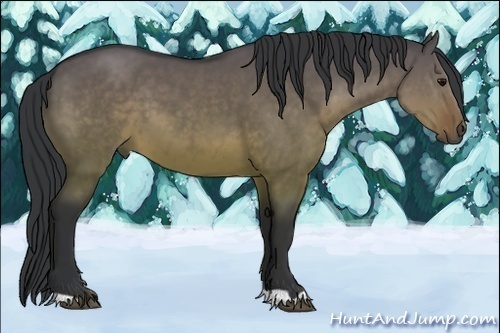 Horse Color:Brown Dun 
