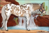 Horse Color:White Spotted Silver Buckskin Appaloosa 