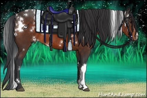 Horse Color:White Spotted Brown 