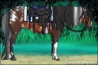 Horse Color:White Spotted Brown