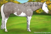 Horse Color:Silver Black Splash Appaloosa 