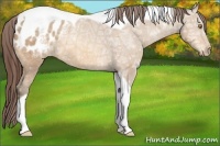 Horse Color:Amber Champagne Ice Tobiano Appaloosa 