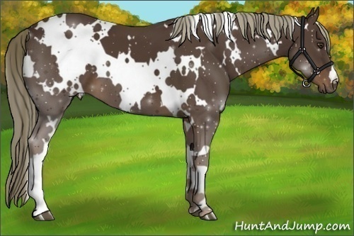 Horse Color:White Spotted Liver Chestnut 