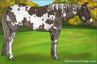 Horse Color:White Spotted Liver Chestnut 