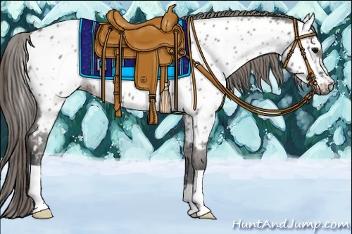 Horse Color:Grullo Appaloosa 