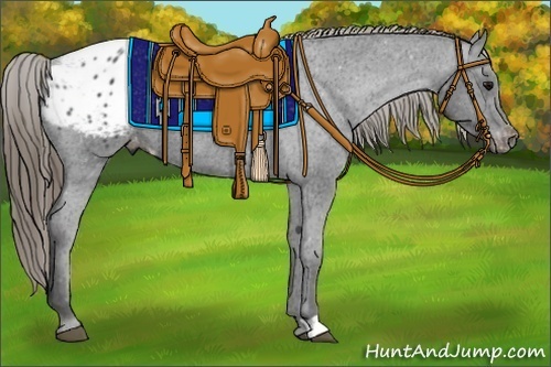 Horse Color:Smoky Black Appaloosa