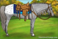 Horse Color:Smoky Black Appaloosa