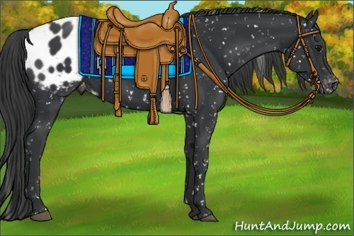 Horse Color:Black Appaloosa