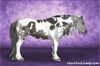 Horse Color:White Spotted Smoky Black Tobiano